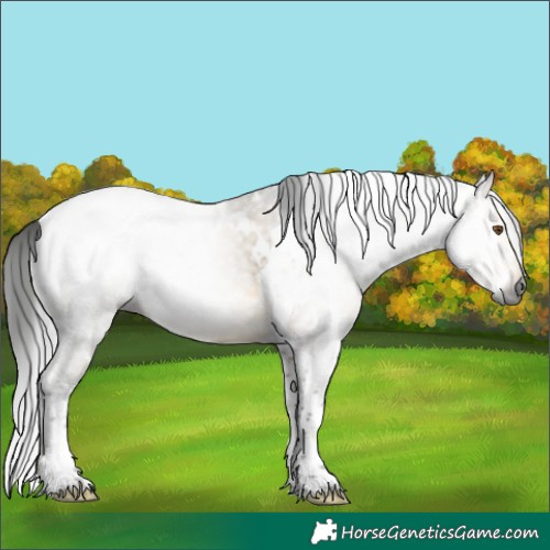 Horse Color:Gray White Spotted Buckskin Dun Mushroom Tobiano 