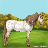 Horse Color:Red Dun Near Leopard 