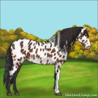 Horse Color:Bay Appaloosa 