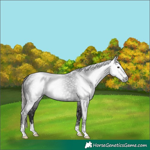 Horse Color:Gray Liver Chestnut Mushroom 