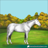 Horse Color:Gray Liver Chestnut Mushroom