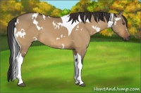 Horse Color:White Spotted Buckskin Dun Tobiano 