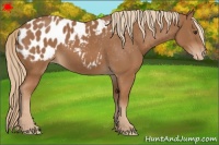Horse Color:Chestnut Blanket 