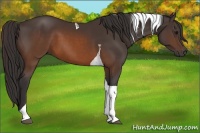 Horse Color:Buckskin Tobiano 