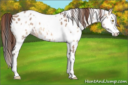 Horse Color:Amber Champagne Sabino Tobiano Near Leopard  and Amber Champagne Dun Sabino Tobiano Near Leopard 