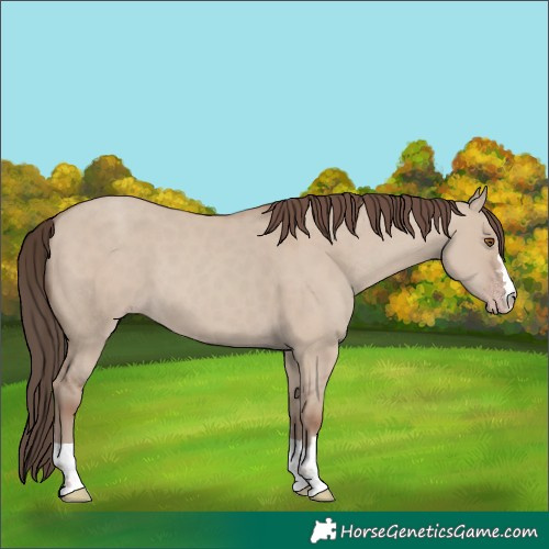 Horse Color:Classic Champagne Dun 