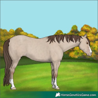 Horse Color:Classic Champagne Dun 