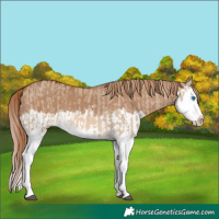 Horse Color:Red Dun Splash and Red Dun Splash