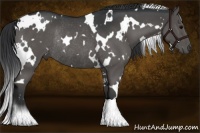 Horse Color:White Spotted Grullo Sabino Rabicano