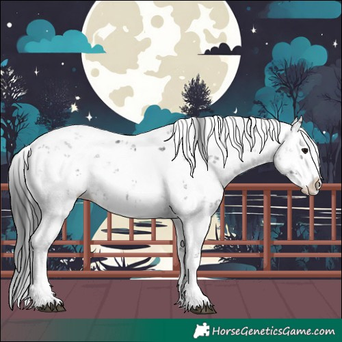 Horse Color:Black Sabino Splash 