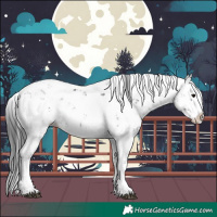 Horse Color:Black Sabino Splash 