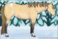Horse Color:Buckskin Dun Appaloosa 