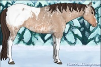 Horse Color:Bay Ice Dun Sabino Tobiano Appaloosa 