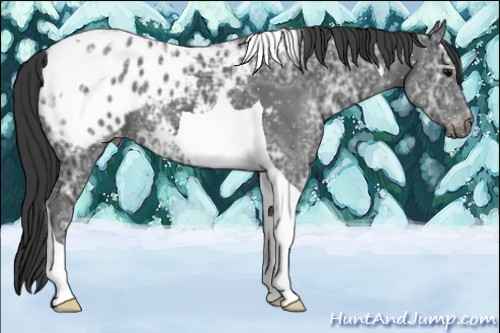 Horse Color:Black Ice Tobiano Appaloosa 