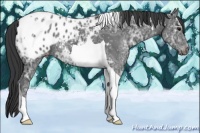 Horse Color:Black Ice Tobiano Appaloosa 