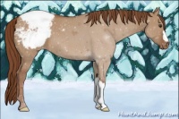 Horse Color:Red Dun Appaloosa 