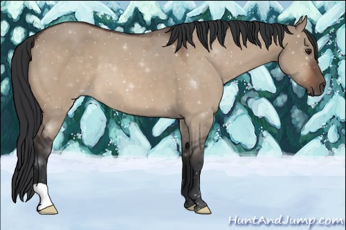 Horse Color:Brown Dun 