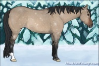 Horse Color:Brown Dun 