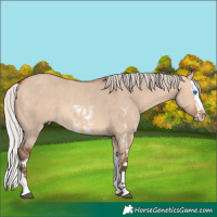 Horse Color:Silver Bay Dun Sabino Splash