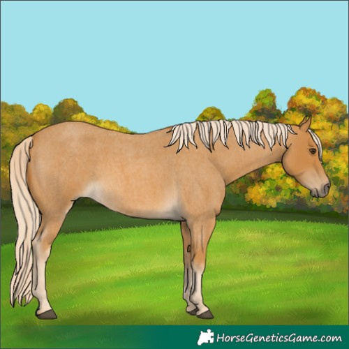 Horse Color:Palomino Roan 