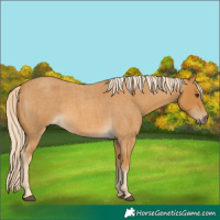 Horse Color:Palomino Roan 