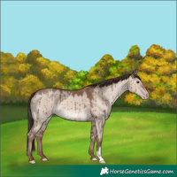 Horse Color:Classic Champagne Dun Brindle 