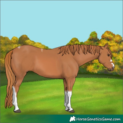 Horse Color:Chestnut Tobiano
