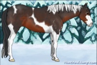 Horse Color:Brown Sabino Tobiano