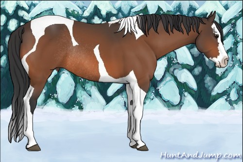 Horse Color:Bay Splash Tobiano Rabicano 