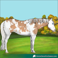 Horse Color:White Spotted Silver Brown Dun Splash 
