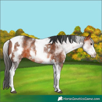 Horse Color:White Spotted Bay Tobiano Rabicano