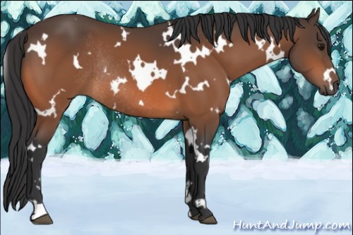 Horse Color:White Spotted Bay Rabicano