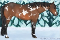 Horse Color:White Spotted Bay Rabicano 