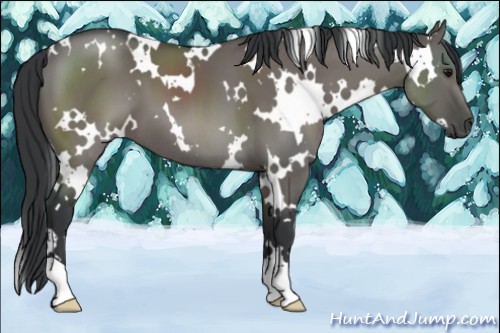 Horse Color:White Spotted Grullo