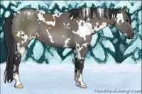 Horse Color:White Spotted Grullo 