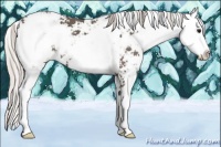 Horse Color:Silver Black Sabino 