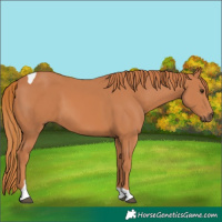 Horse Color:Chestnut Tobiano 