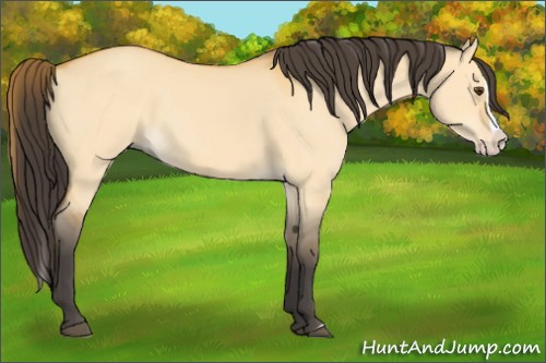 Horse Color:Buckskin Dun Splash 