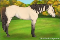 Horse Color:Buckskin Dun Splash 