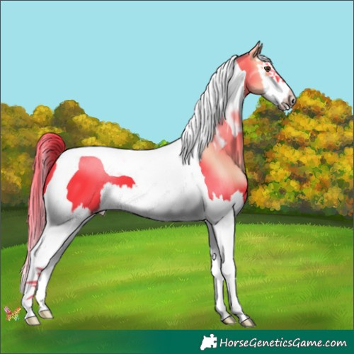 Horse Color:Watercolor Liver Chestnut Splash Tobiano
