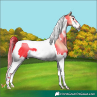 Horse Color:Watercolor Liver Chestnut Splash Tobiano 