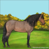 Horse Color:Bay Roan 