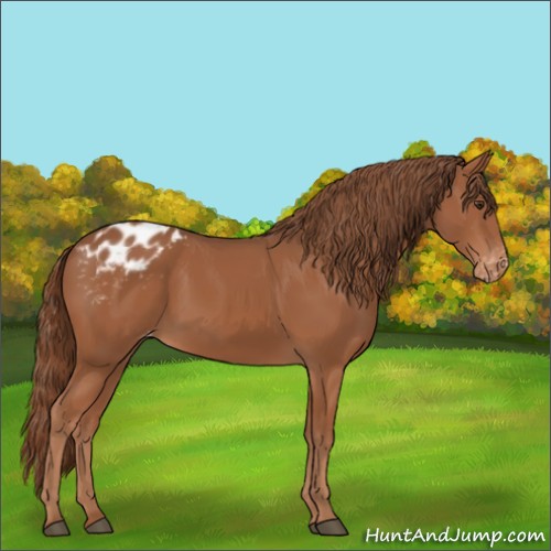 Horse Color:Chestnut Appaloosa 