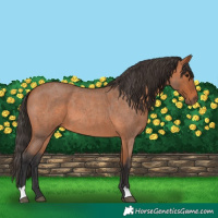 Horse Color:Bay Roan 