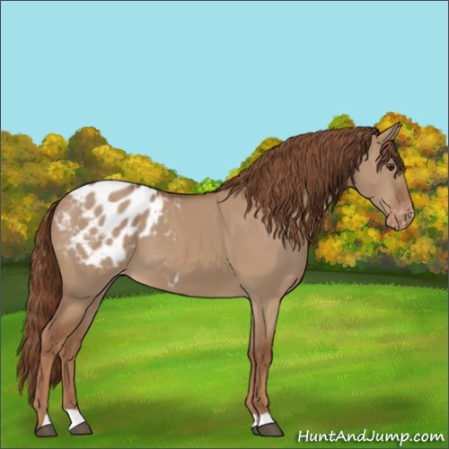 Horse Color:Red Dun Appaloosa