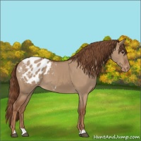 Horse Color:Red Dun Appaloosa 