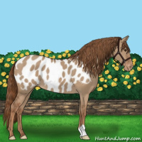 Horse Color:Red Dun Appaloosa 