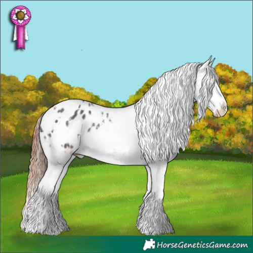 Horse Color:White Spotted Grullo Appaloosa 