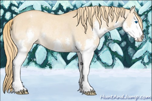 Horse Color:Red Dun Roan Splash Varnish Rabicano 