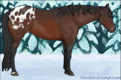 Horse Color:Brown Appaloosa 